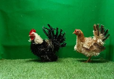 Ayam Kate Walik tampil unik dengan bulu terbalik yang jadi ciri khasnya.