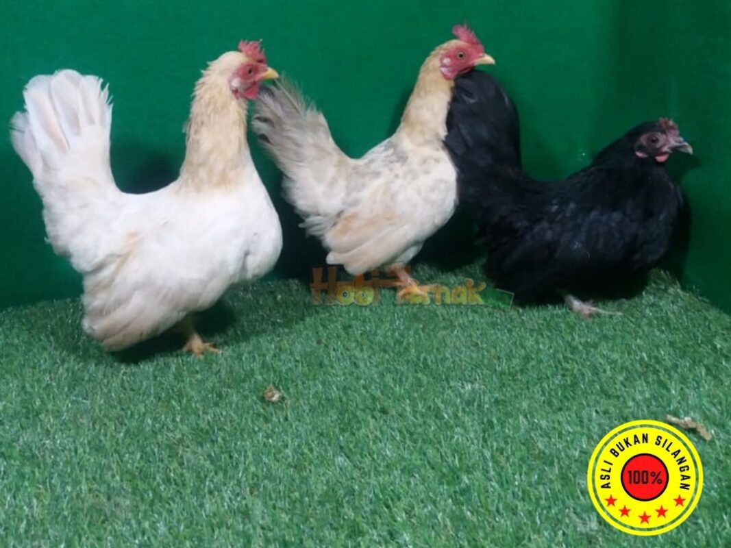 Ayam Kate, mungil tapi pesonanya luar biasa