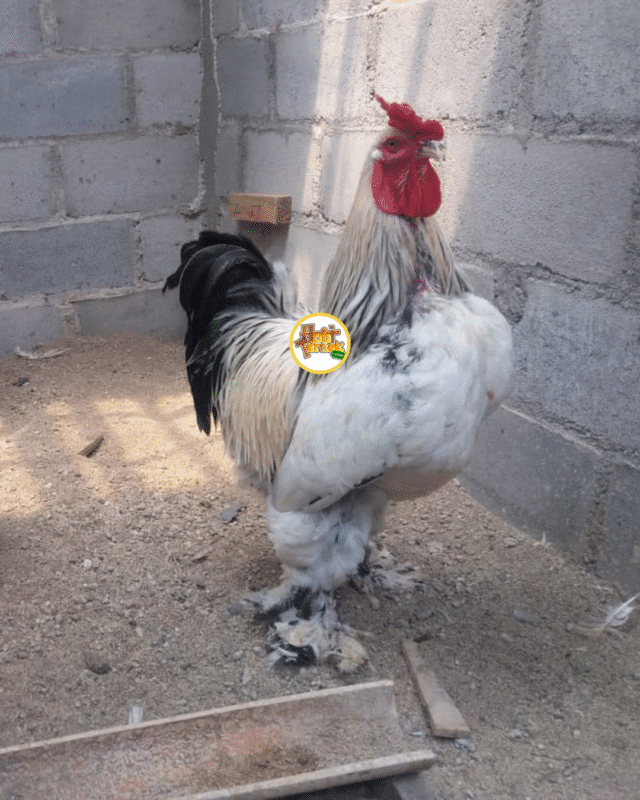 Perbedaan kualitas ayam Brahma import dan lokal dipengaruhi oleh iklim, standar seleksi genetik, serta nutrisi dan pemeliharaan yang diterapkan