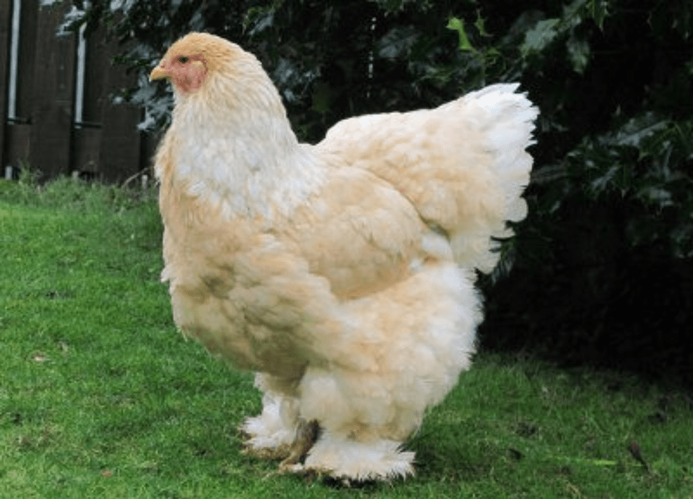 Brahma ori import tampil dengan ukuran lebih besar, postur kokoh, dan kualitas genetik premium yang menjadi standar indukan unggulan.
