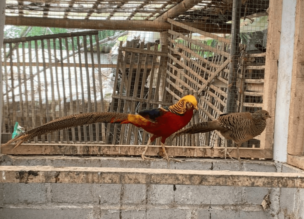 Cara Ternak Ayam Golden Pheasant yang Benar, Lengkap, dan Menguntungkan Cara Ternak Ayam Golden Pheasant yang Benar, Lengkap, dan Menguntungkan