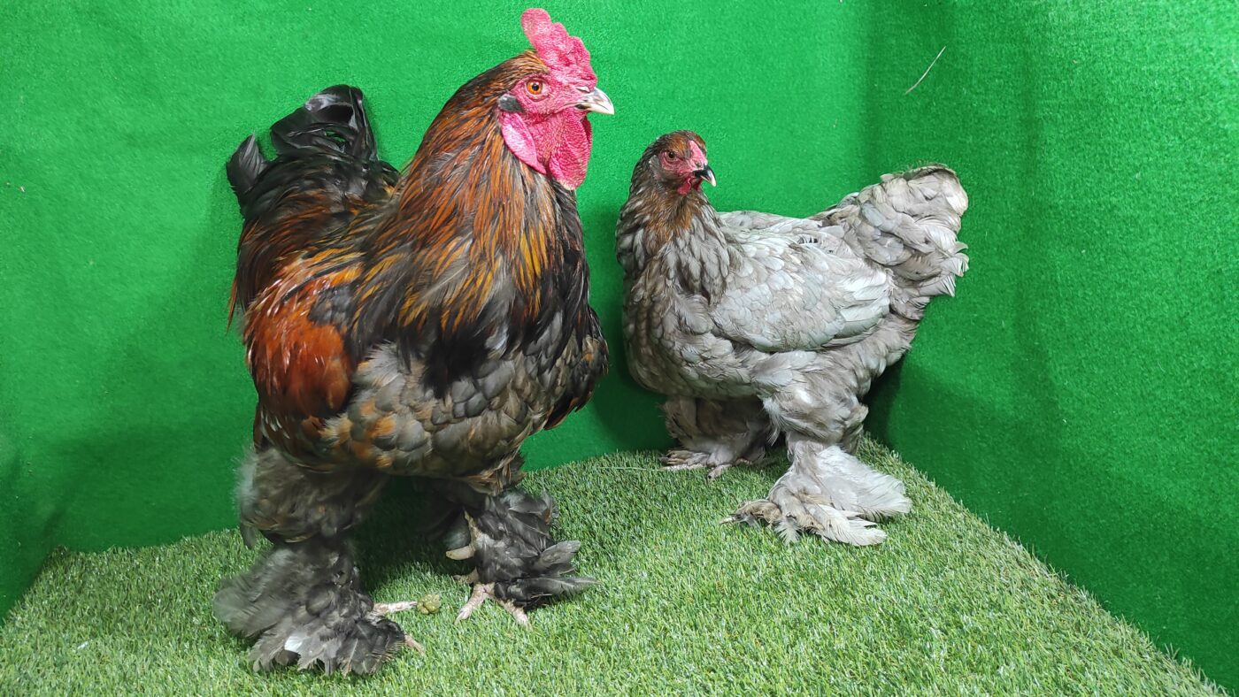 Brahma lokal lebih adaptif dengan kualitas yang bisa meningkat melalui seleksi yang baik.