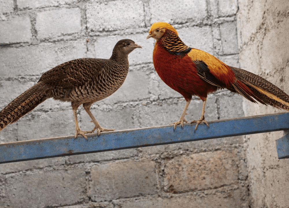 Jual Ayam Golden Pheasant Berkualitas untuk Koleksi & Usaha