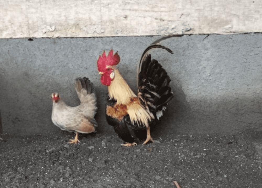 Jual Ayam Kate: Ayam Kate Lokal, Walik & Chabo