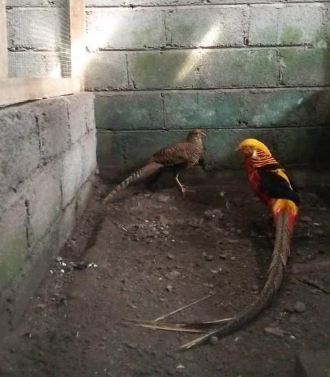 Kandang yang aman dan sesuai membuat ayam Golden Pheasant lebih tenang, sehat, dan minim stres.