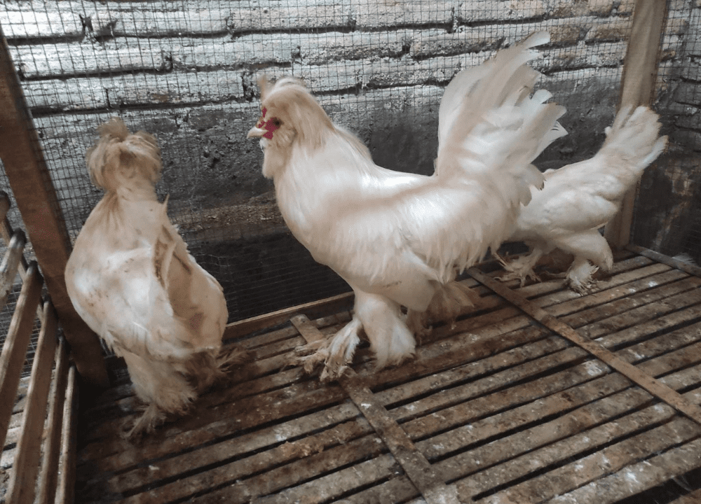 Mengenal Lebih Dekat Ayam Sultan: Ayam Hias Elegan Berasal dari Turki