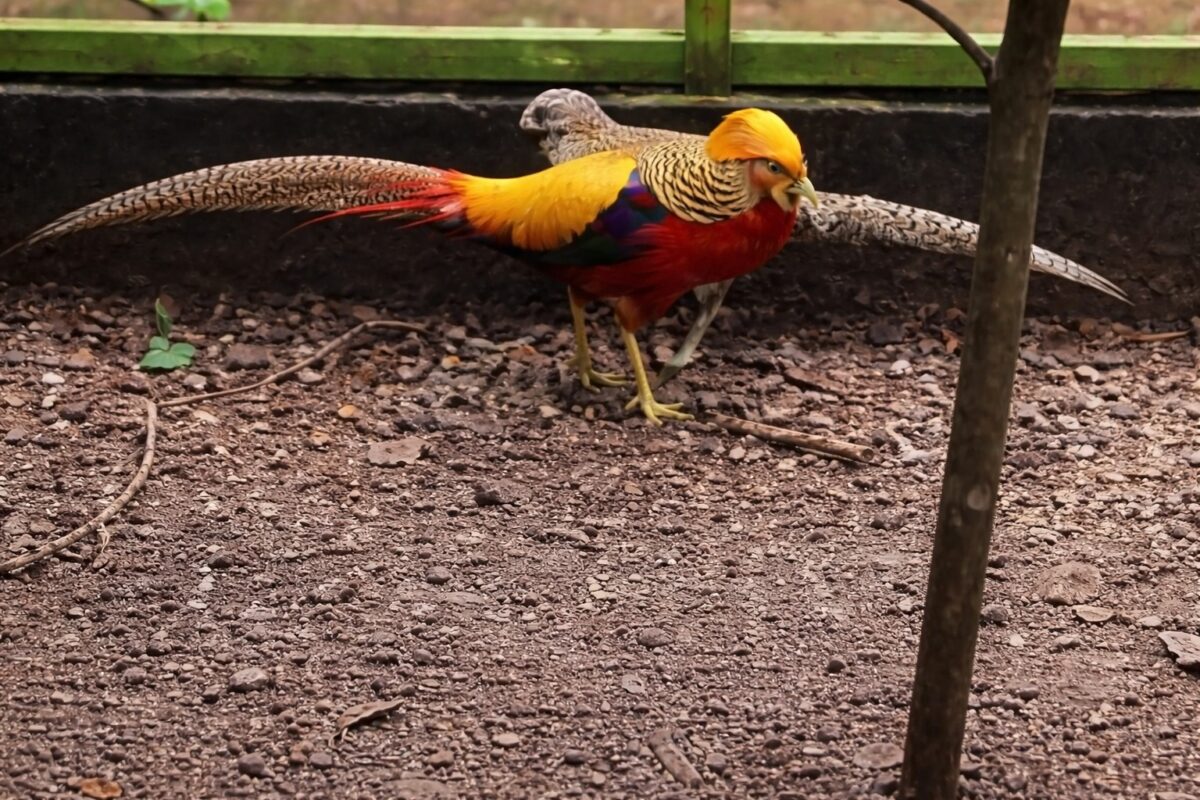 Pakan bergizi, kandang sesuai kebiasaan alami, dan perawatan rutin membuat ayam Golden Pheasant tumbuh sehat dan optimal.