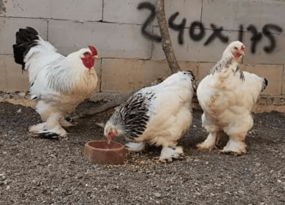 Perbedaan Ayam Brahma Ori Import vs Brahma Lokal: Mana yang Lebih Baik?