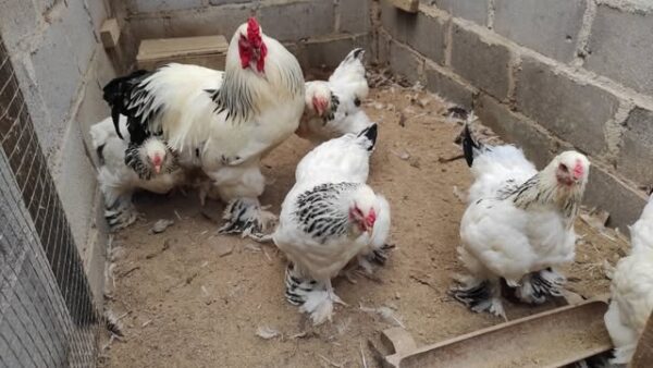 Postur gagah dan bulu lebat ayam Brahma, unggas istimewa yang tahan dingin dan mudah dirawat dengan pakan bergizi dan lingkungan bersih