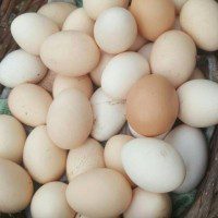 Telur Ayam Kate
