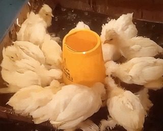 Anakan Ayam Sultan putih yang mungil, berjambul lucu, dan berkarakter jinak.