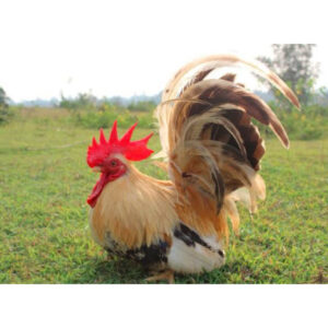 Ayam Kate Ceper