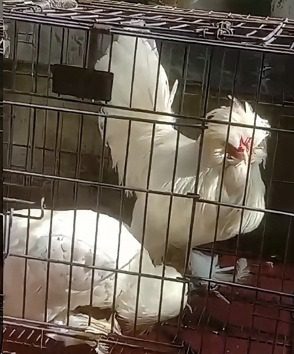 Ayam Sultan putih yang anggun dengan jambul khas dan kesan mewah.