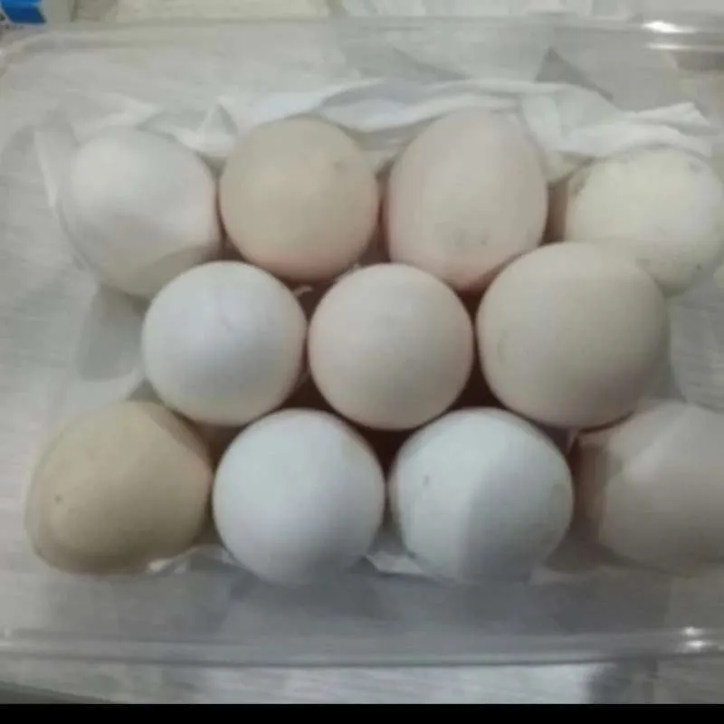 Telur Ayam Cochin