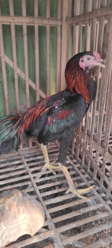 Ayam Bangkok berkualitas dengan postur tegap, fisik sehat, dan potensi unggulan