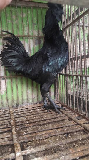 Ayam cemani dengan warna hitam legam menyeluruh, tampil eksotis dan khas sebagai ayam hias premium.