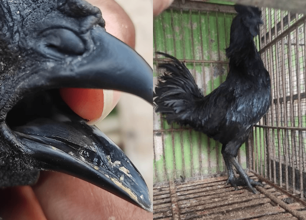 Harga Jual Ayam Cemani Lidah Hitam Terbaru