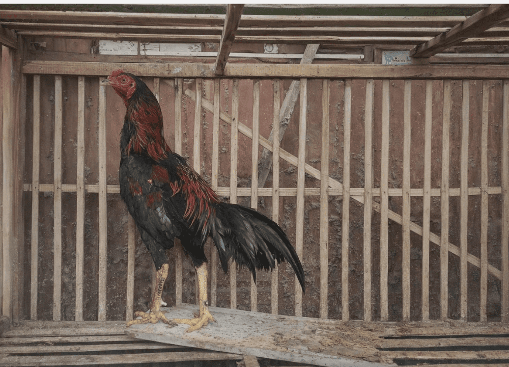 Jual Ayam Bangkok Berkualitas – Sehat, Gagah, dan Siap Besar