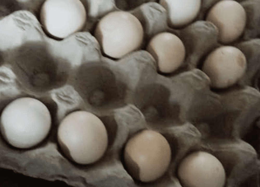 Jual Berbagai Jenis Telur Ayam Hias Lengkap