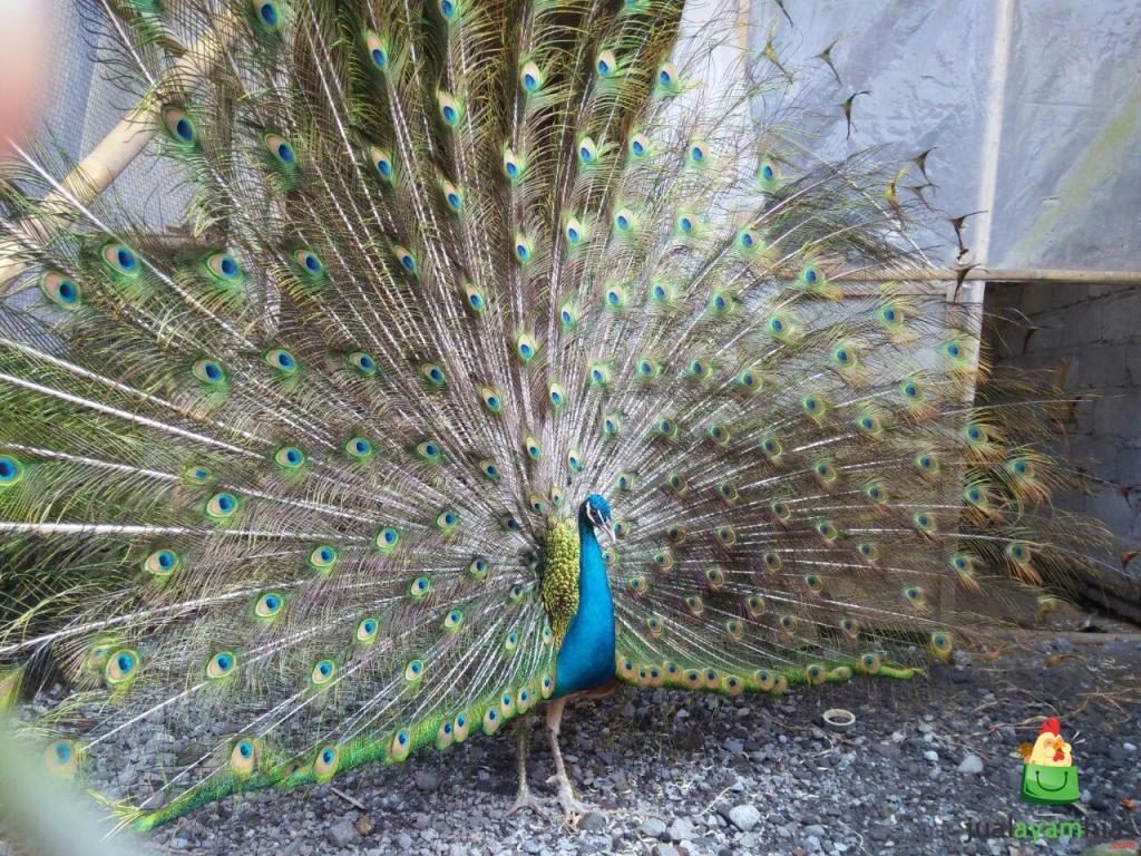 Keindahan burung merak dengan bulu ekor yang memukau.
