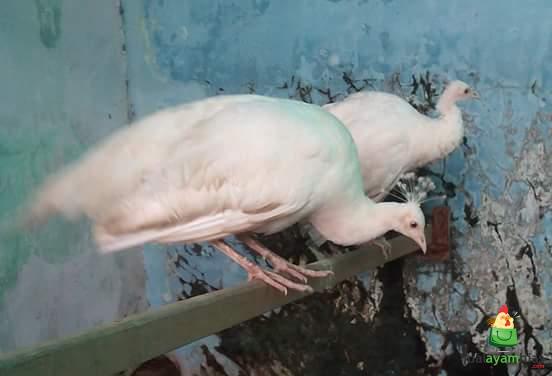 Keindahan merak putih dengan bulu seputih salju yang langka dan memukau.
