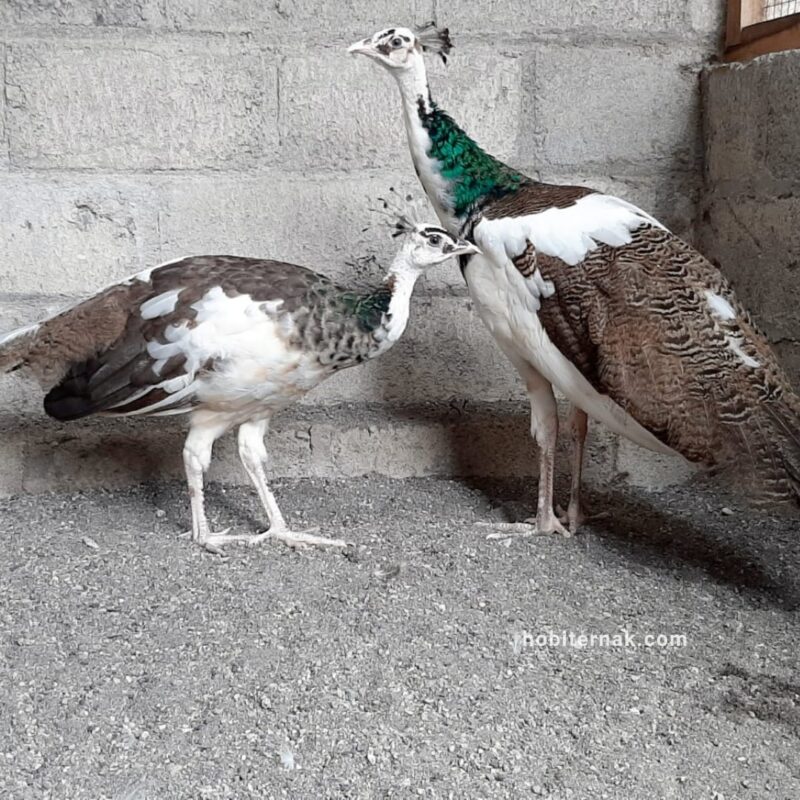 Merak blorok dengan corak putih biru yang unik dan memikat.
