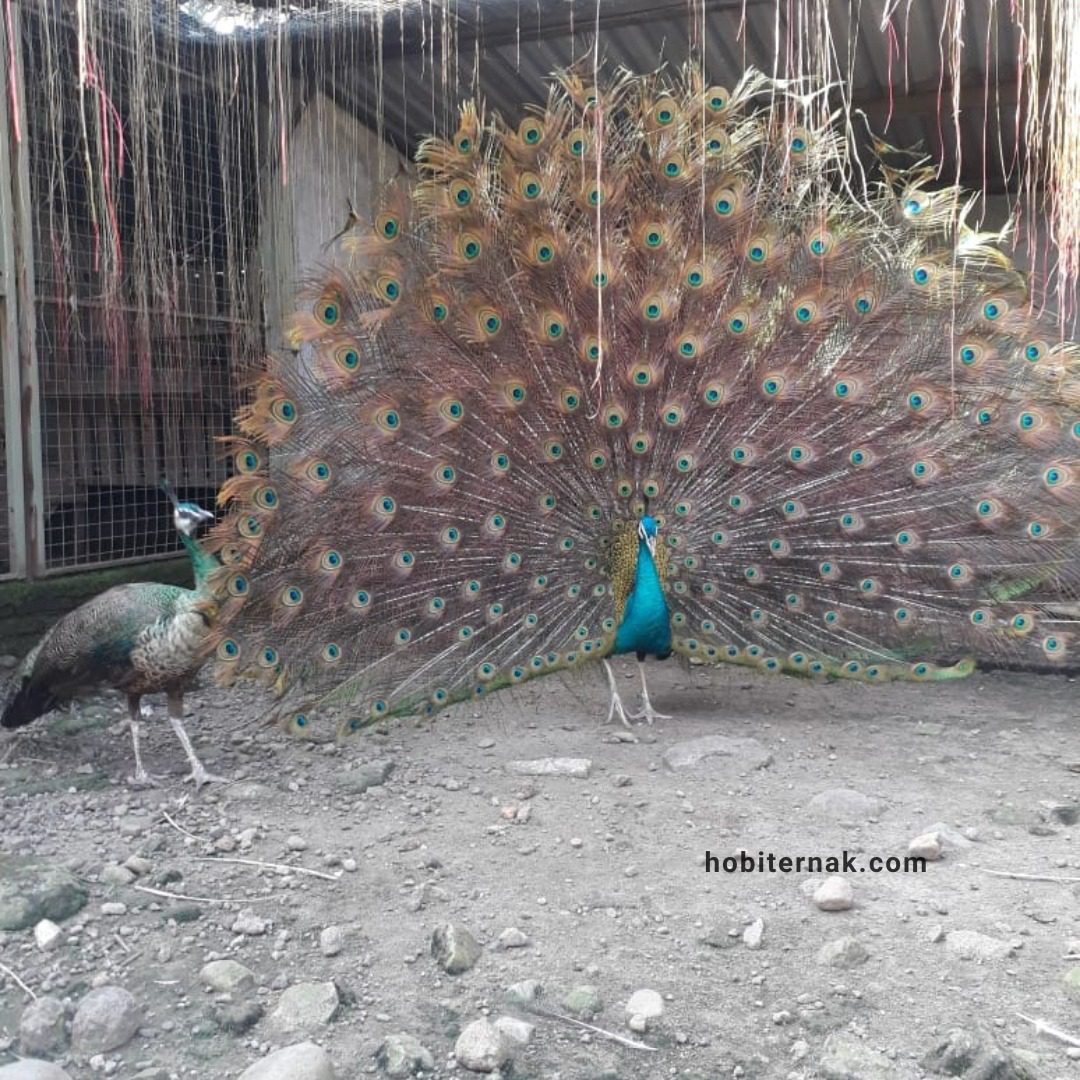 Pesona Merak Biru dengan bulu biru metalik dan ekor bermotif mata yang menawan.