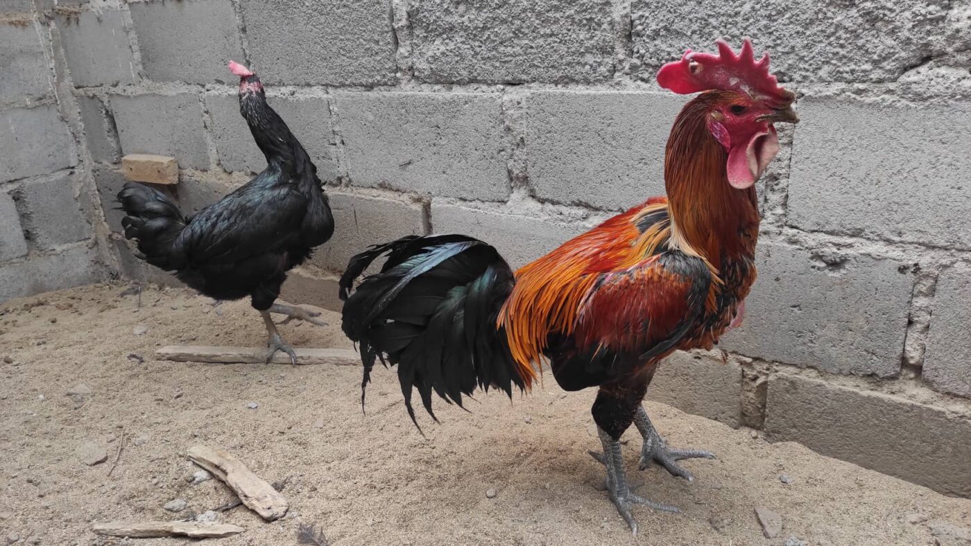 ayam pelung sebagai ayam hias lokal indonesia dengan postur besar dan suara merdu