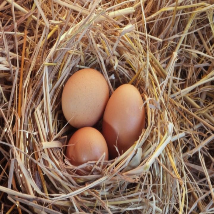 Telur Ayam Kapas