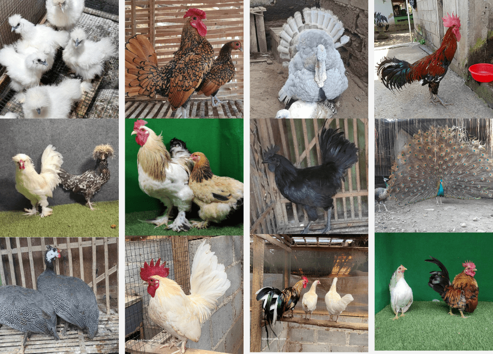 Koleksi ayam hias dengan berbagai warna, bentuk, dan karakter unik yang banyak diminati pecinta unggas.