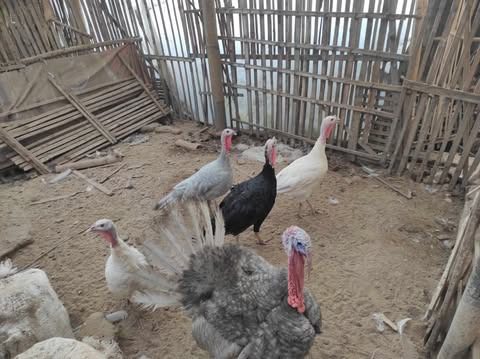 Koleksi ayam hias dengan berbagai warna, bentuk, dan karakter unik yang banyak diminati pecinta unggas.