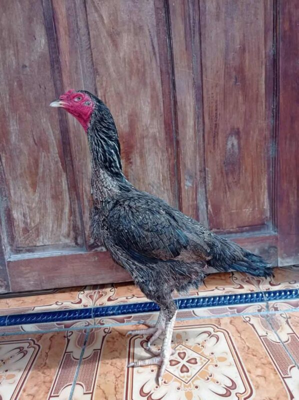 Ayam Bangkok betina sehat dengan postur proporsional, cocok untuk indukan berkualitas.