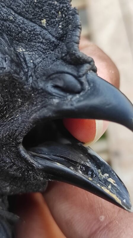Lidah ayam cemani berwarna hitam pekat sebagai ciri khas keasliannya