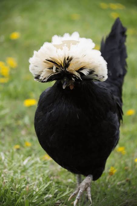 Ayam Poland White Crested