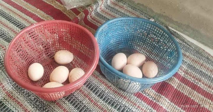 telur ayam brahma