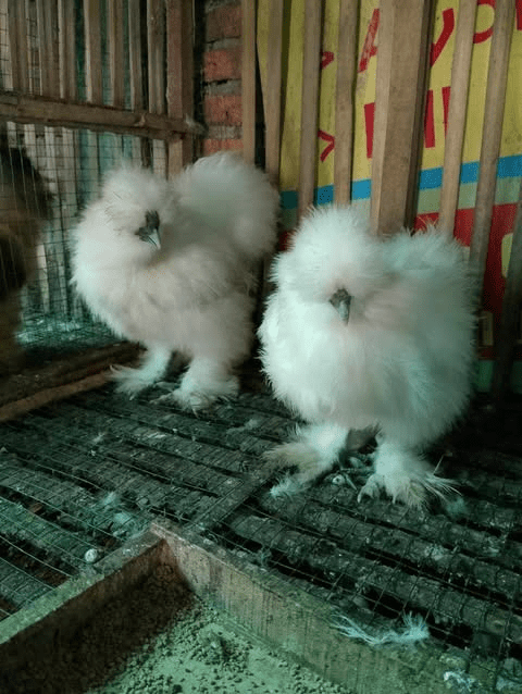 Ayam American Silkie dengan bulu halus seperti kapas menjadi salah satu ayam hias unik yang banyak diminati penghobi.