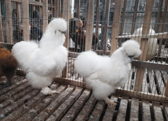 https://jualayamhias.com/6-cara-mudah-perawatan-ayam-american-silkie-yang-baik/