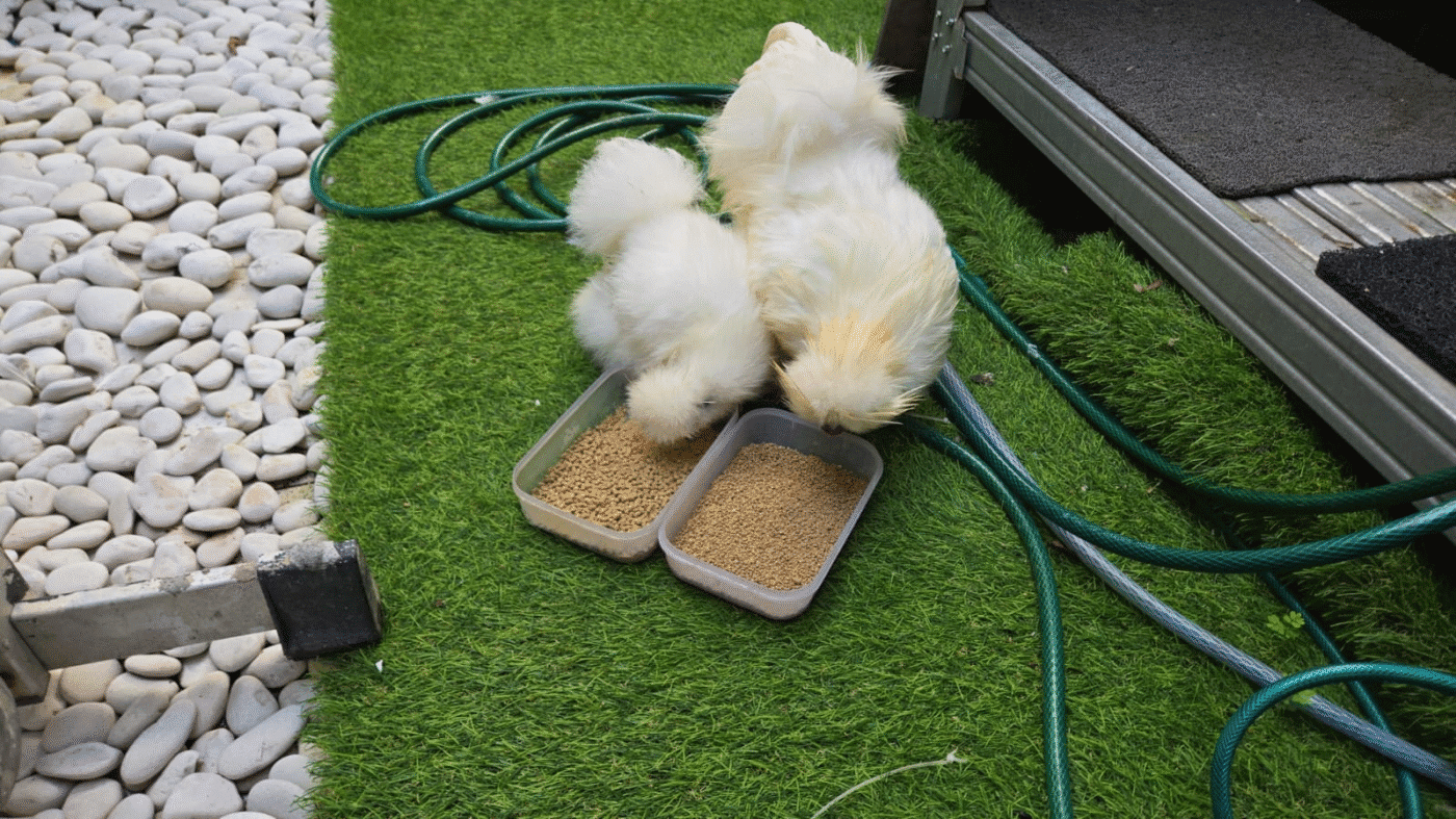 Pemberian pakan yang sesuai usia seperti voer dan jagung membantu pertumbuhan Ayam American Silkie tetap sehat dan optimal.