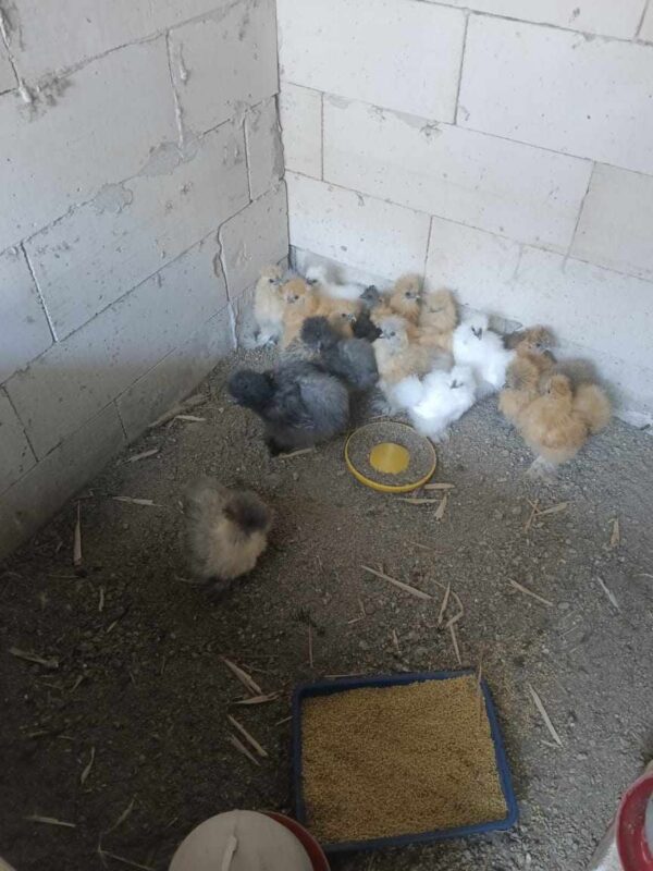 Ayam American Silkie biasanya menghasilkan sekitar 2–3 telur per minggu sehingga lebih sering dipelihara sebagai ayam hias dan koleksi.
