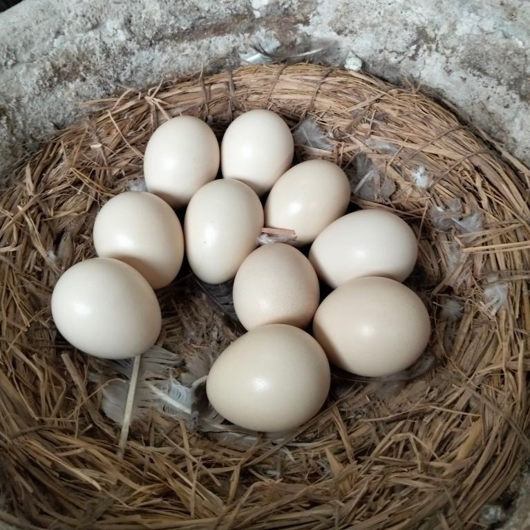 Telur Ayam Serama
