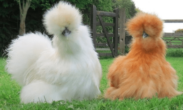 Penampilannya yang unik dan berbeda dari jenis ayam lain membuat para pecinta ayam hias terpukau dan tertarik