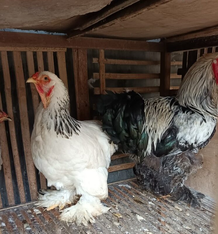 Ayam Brahma dewasa dengan variasi warna bulu putih-hitam, abu-abu, dan hitam-putih berdiri di dalam kandang kayu. Terlihat jelas bulu lebat yang menutupi bagian kaki hingga cakar, yang merupakan ciri khas jenis Brahma.