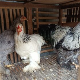 Ayam Brahma Jantan & Betina Dewasa— Postur Besar, Bulu Lebat, Siap Kirim 2
