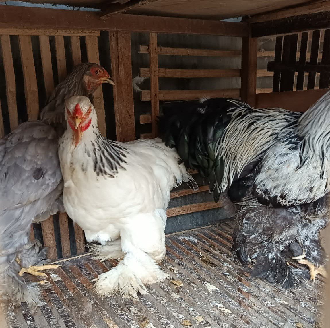 Ayam Brahma Jantan & Betina Dewasa— Postur Besar, Bulu Lebat, Siap Kirim 2