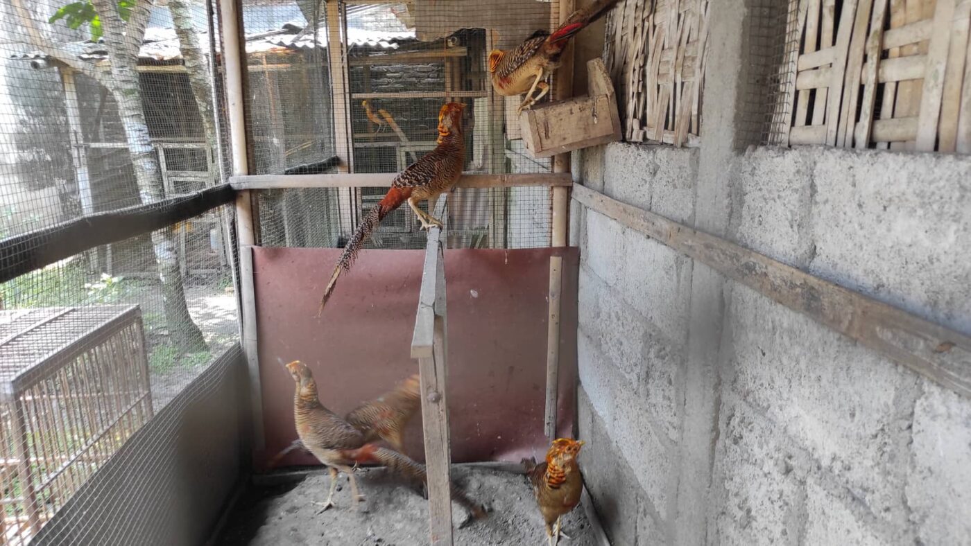 Ayam Pheasant ayam Golden Pheasant ini akan memasuki masa kawin pada usia 1 tahunan ke atas