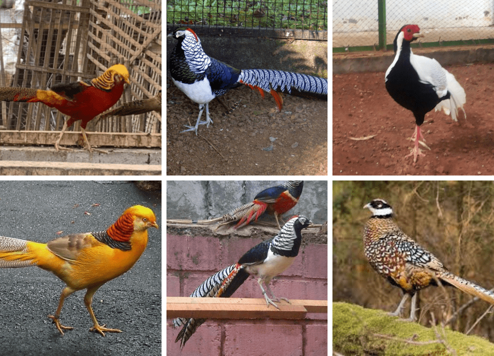 Berbagai jenis ayam pheasant populer di Indonesia