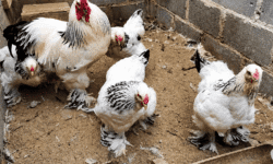 Harga Ayam Brahma Terbaru dan Panduan Memeliharanya