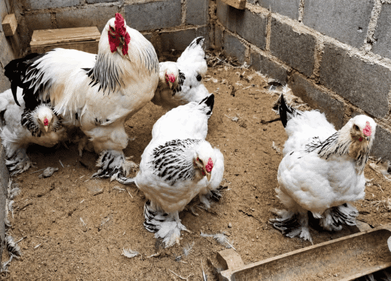 Harga Ayam Brahma Terbaru dan Panduan Memeliharanya
