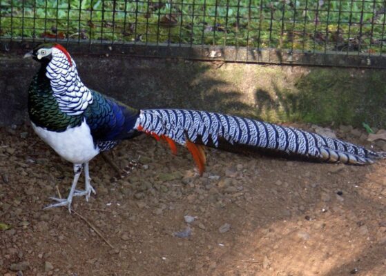 Lady amherst pheasant salah satu pheasant yang harganya cukup mahal