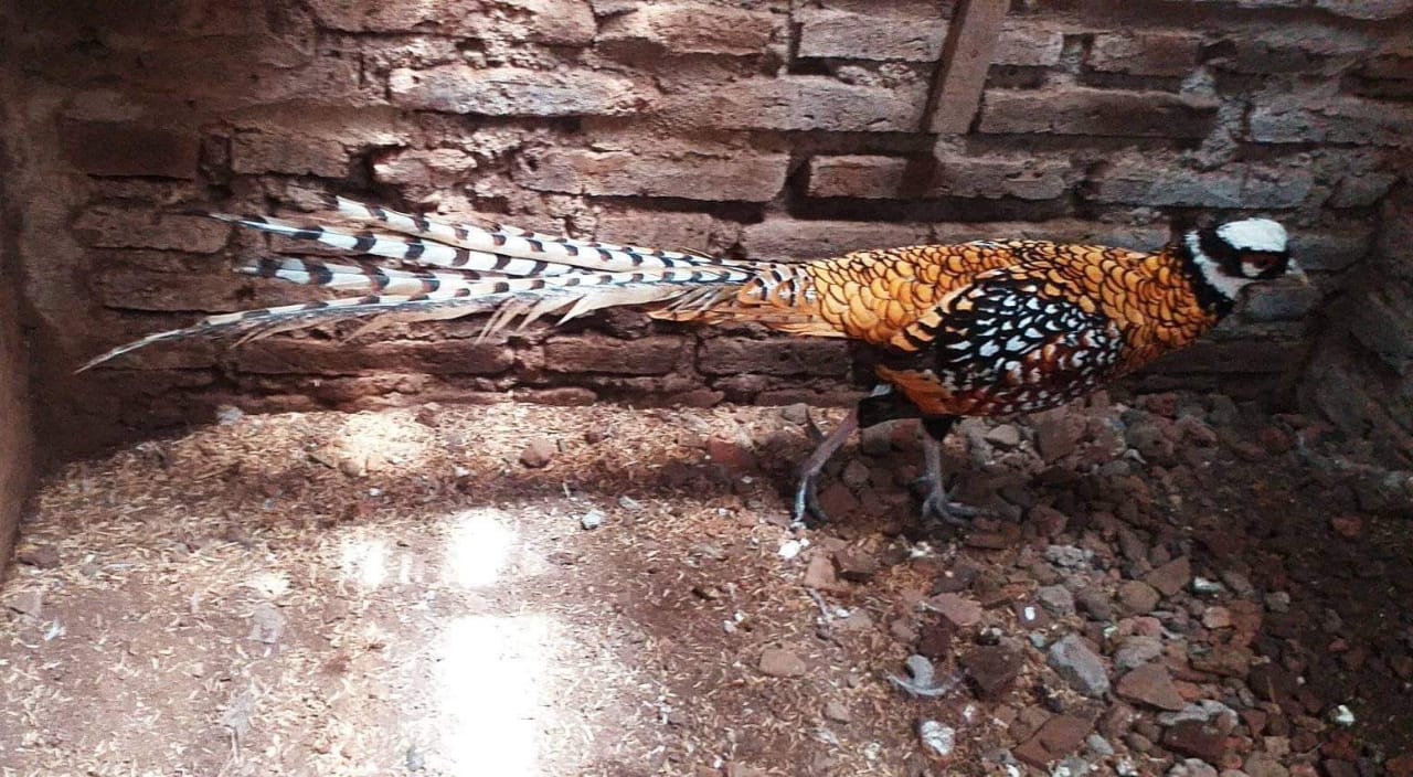 Reeves Pheasant